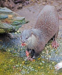 Black and Gray otter adult paint by numbers