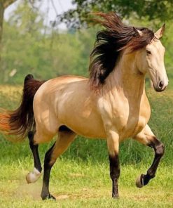 Blonde horse adult paint by number