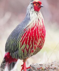 Blood Pheasant adult paint by numbers