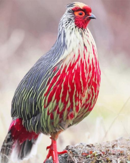 Blood Pheasant adult paint by numbers