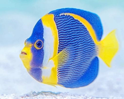 Blue and yellow fish adult paint by numbers