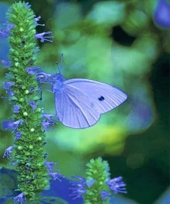 Blue cabbage butterfly adult paint by numbers