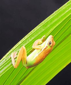 Brown And White Frog paint by number