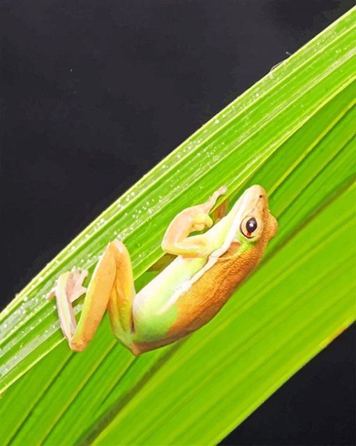 Brown And White Frog paint by number