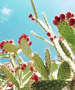 Cactus Barbary Fig adult paint by numbers