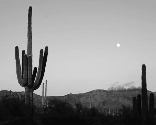 Cactus Moon Black And White adult paint by numbers