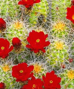 Cactus red flowers adult paint by numbers