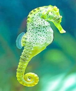 Cape seahorse adult paint by numbers