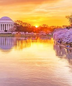 Cherry Blossom Washington Sunset Paint By Numbers