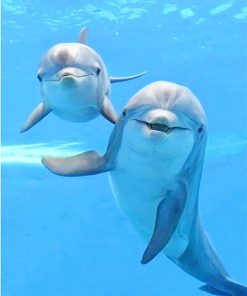 Cute dolphins adult paint by numbers