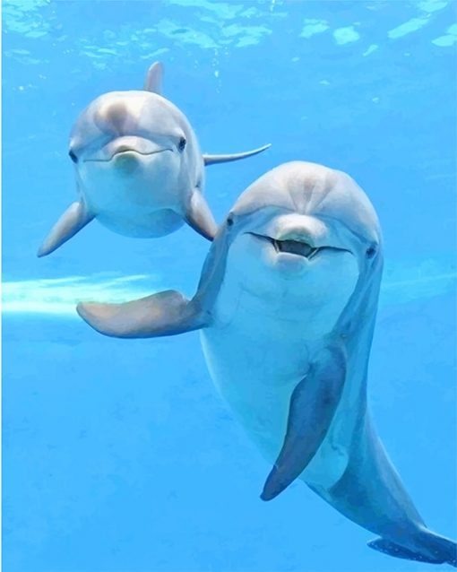 Cute dolphins adult paint by numbers