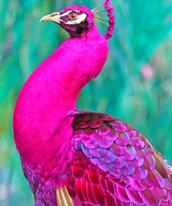 Dark Pink Peacock adult paint by numbers