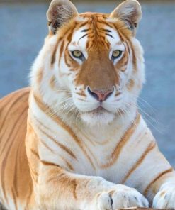 Female Golden Tiger adult paint by numbers