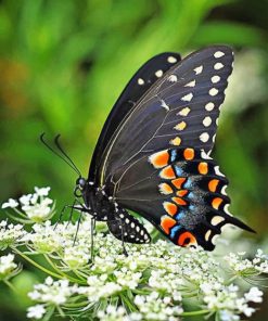 Female Black Swallowtail Butterfly paint by numbers