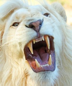 White lion adult paint by numbers