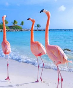 Aruba Flamingos paint by number