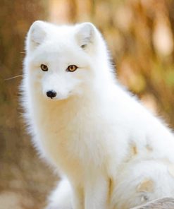 Baby Adorable Arctic Fox paint by number