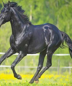 Beauriful Black Horse paint by numbers