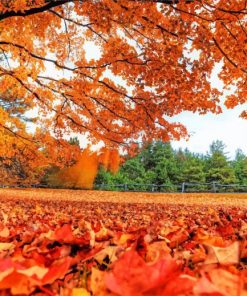 Beautiful Fall Leaves paint by number