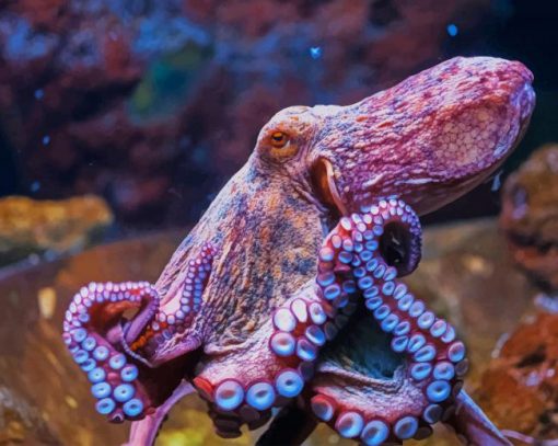 Beautiful Octopus Paint By Numbers