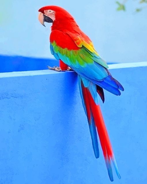 beautiful parrot adult paint by numbers