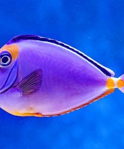 Beautiful Purple Fish paint by number