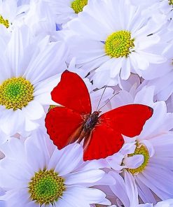 Beautiful White Flowers Red Butterfy paint by number