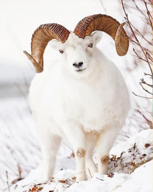 Beautiful White Sheep paint by number