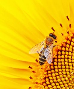 Bee On Sunflower paint by number