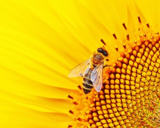 Bee On Sunflower paint by number