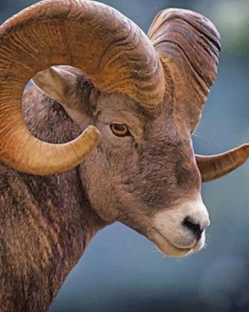 Big Horned Brown Sheep paint by number