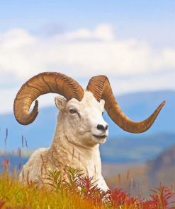 Big Horned Sheep Lying On Grass paint by number