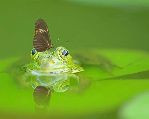 Butterfly On Frog Head paint by number