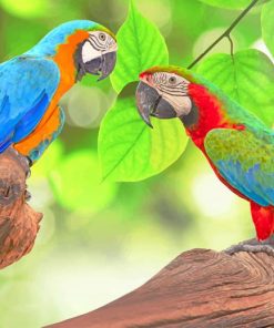 Colorful Birds paint by numbers