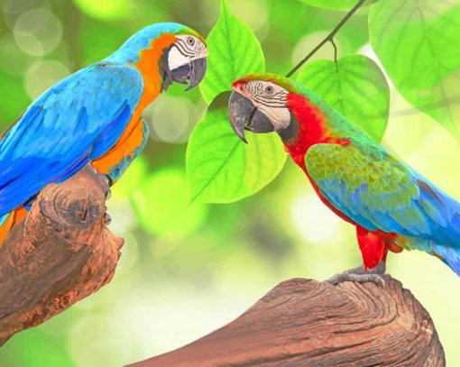 Colorful Birds paint by numbers