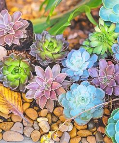 Colorful Succulents paint by number