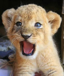 Cute Baby Lion paint by numbers