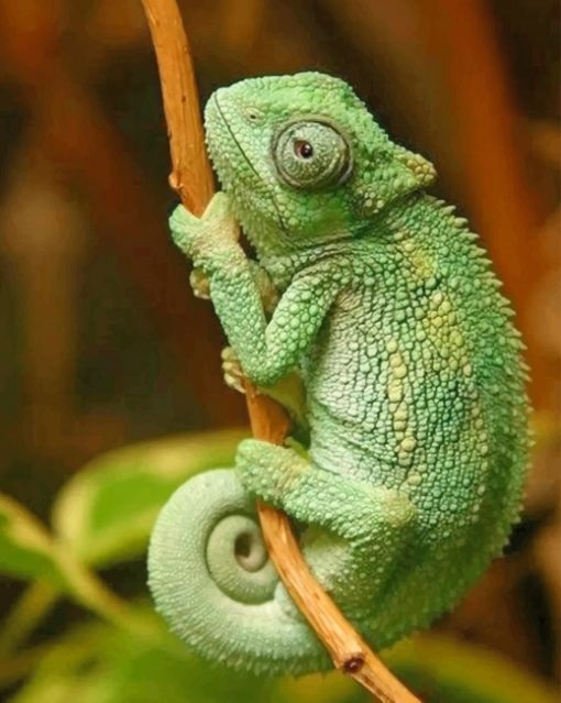 Cute Chameleon Reptile paint by numbers