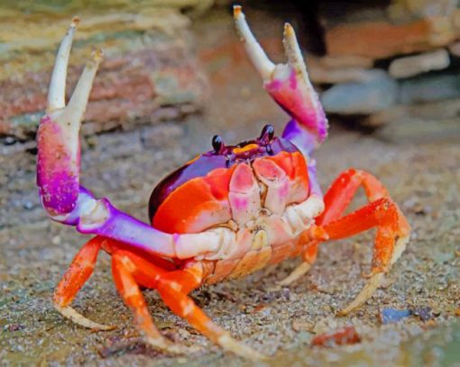 Cute Crab Paint By Numbers