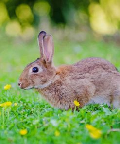 Cute Rabbit Flowers Paint By Numbers