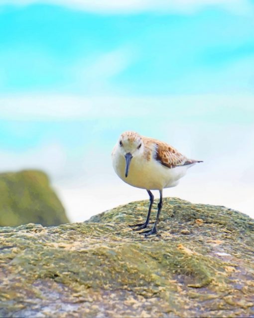 Cute Sandpiper Paint by Numbers