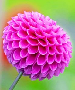 Dahlia Purple Flower Paint By Numbers