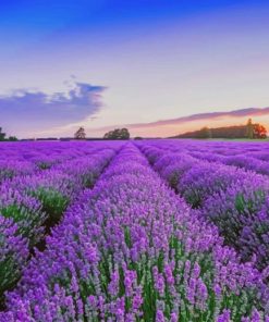 Field Of Lavender Paint By Numbers