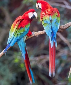 Harlequin Macaw Paint By numbers