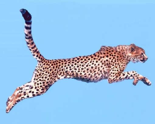 Jumping Cheetah Paint By Numbers