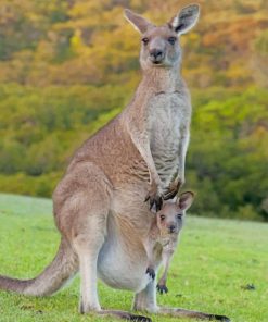 Kangaroo In Forest paint by numbers