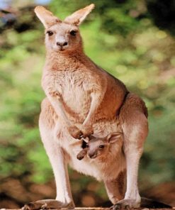 Kangaroo With Her Baby paint by numbers