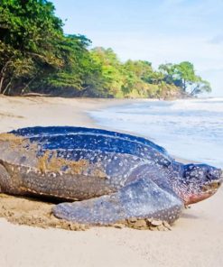 leatherback Turtle paint by numbers