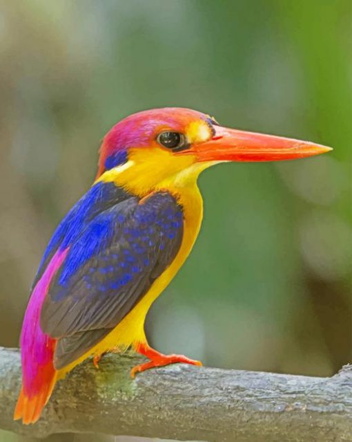 Oriental Dwarf Kingfisher paint by numbers