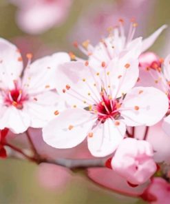 Pink Cheery Blossom Flower paint by numbers